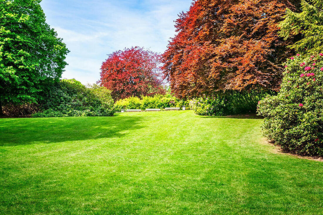 Frisch gemähter Parkrasen mit Blutbuche im Frühling