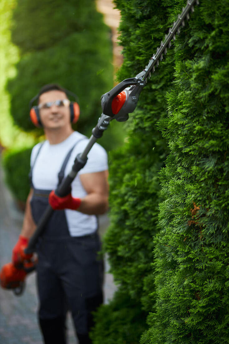 Heckenschnitt einer hohen Thujahecke mit der Teleskop-Heckenschere