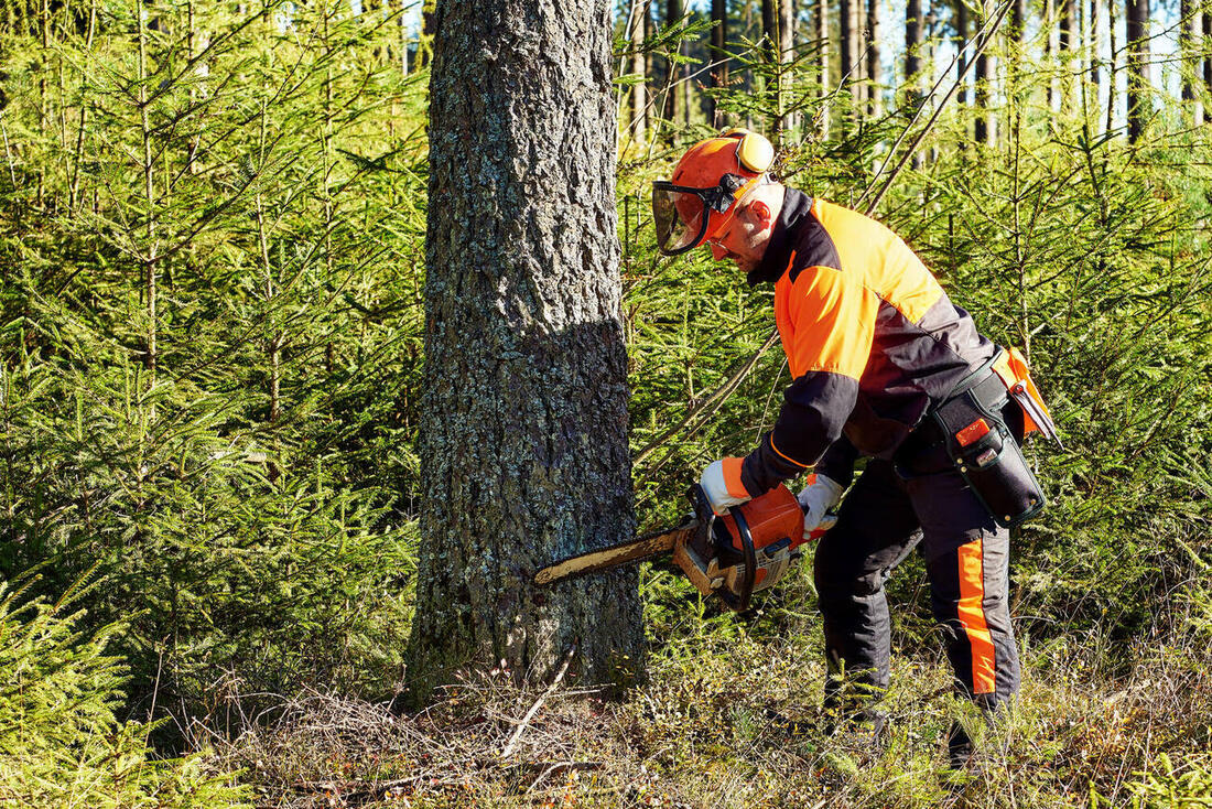 Forstarbeiter in Schutzausrüstung fällt einen Baum mit der Motorsäge