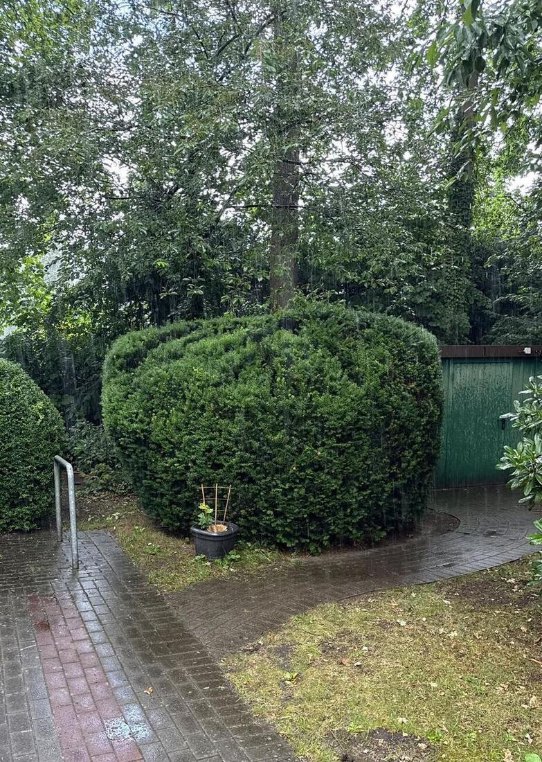 Rund geschnittene Formgehölze in einer gepflegten Außenanlage