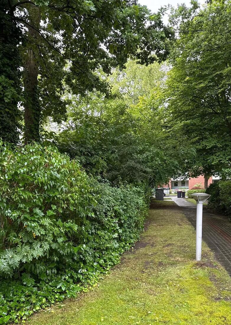 Gepflegte Rasenfläche mit Hecke an einem Wohnhaus