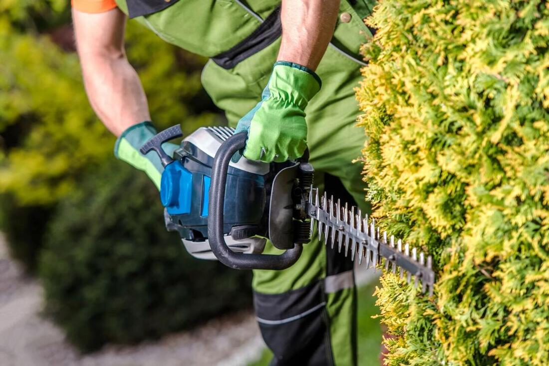 Formschnitt einer Hecke mit der Motorheckenschere